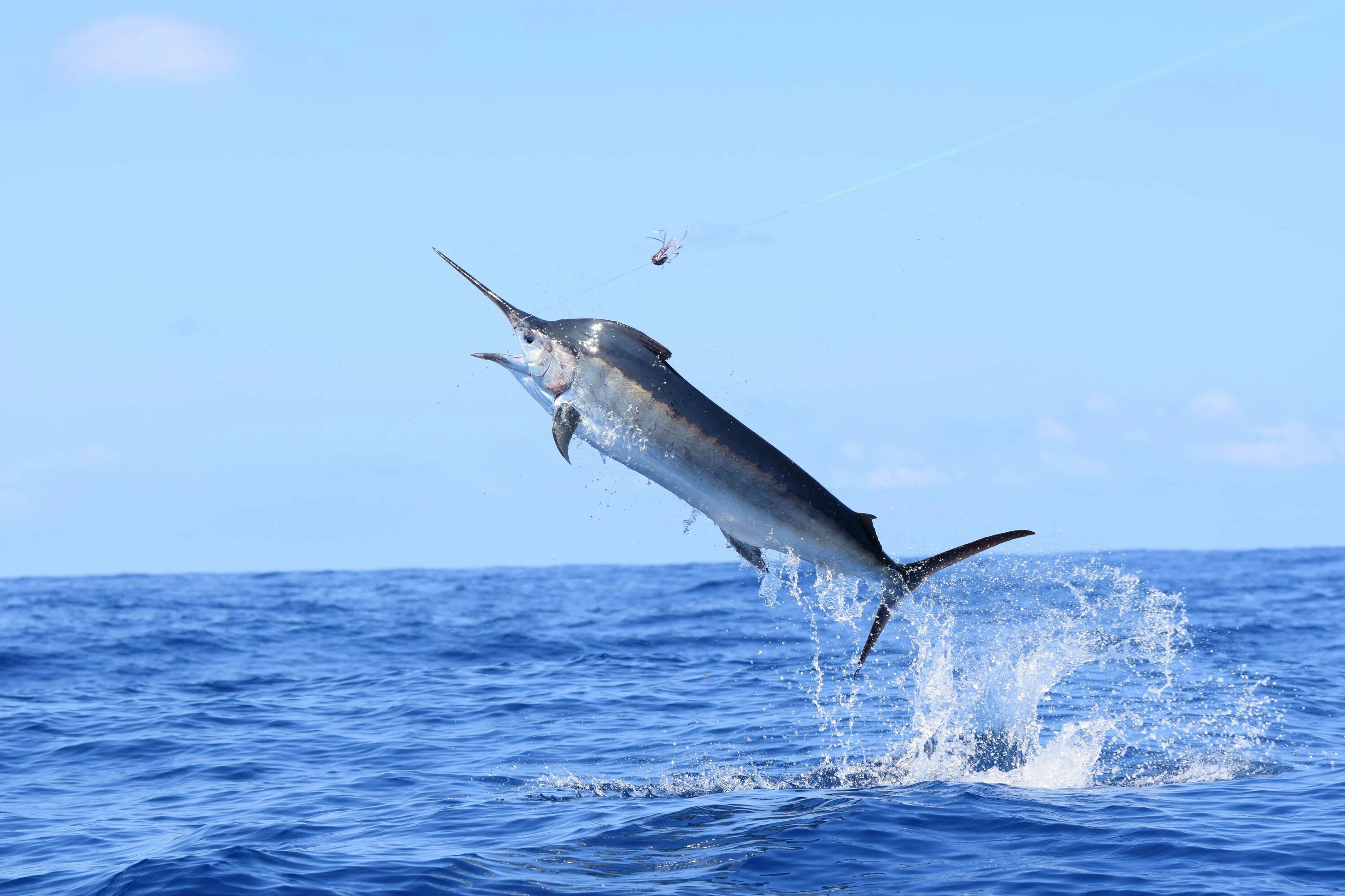 Марлин рыба фото Misidentified marlins raise sustainability questions - School of Biomedical Scie