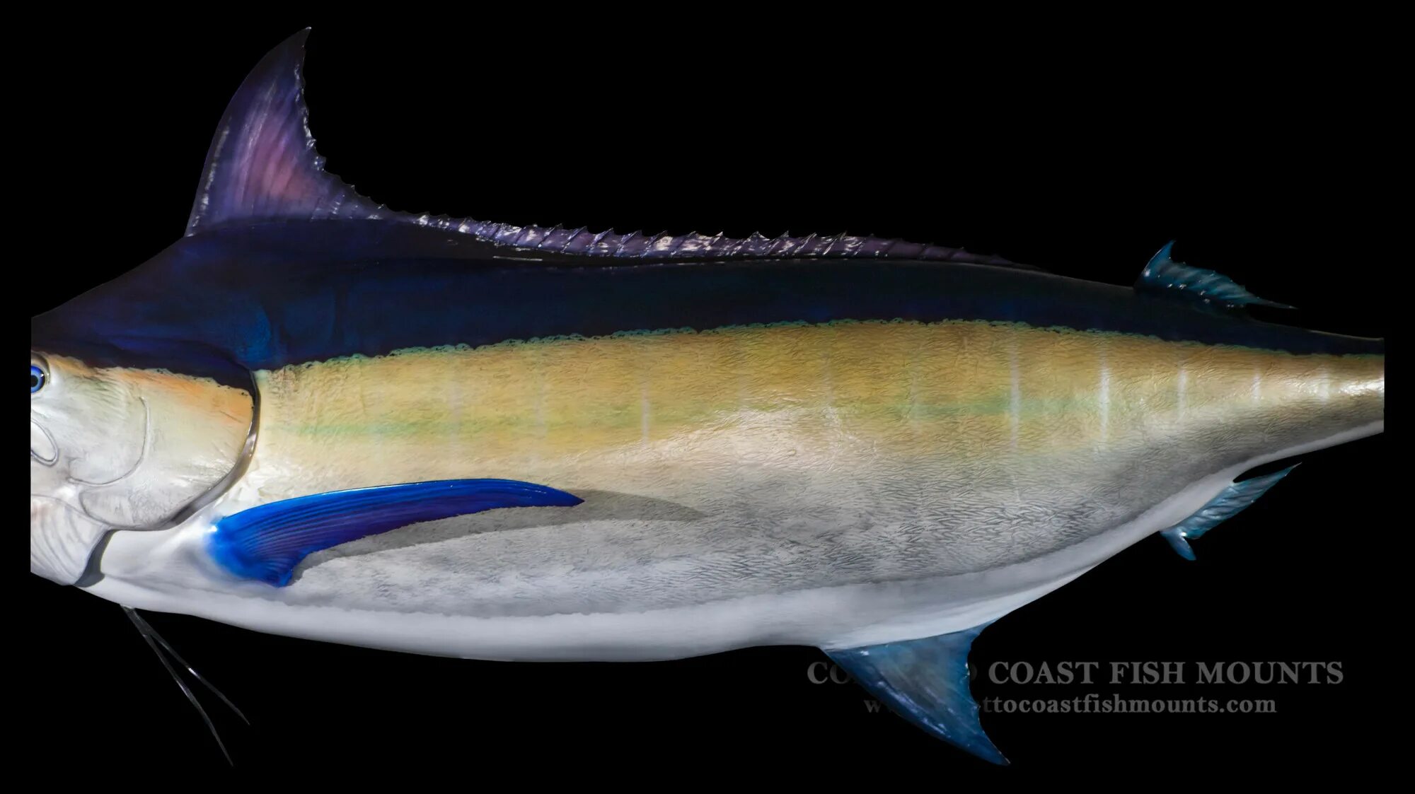 Марлин рыба фото Black Marlin Fish Mounts & Replicas by Coast-to-Coast Fish Mounts