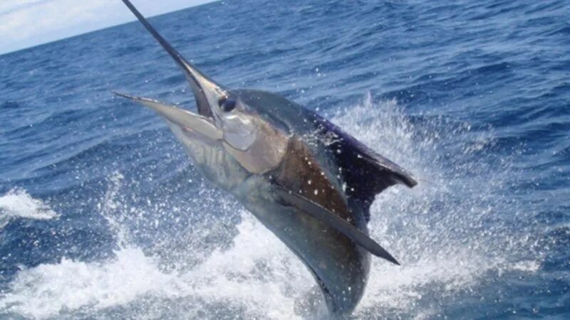 Марлин рыба википедия фото и описание Club Naútico inicia hoy torneo No. 28 de Pesca al Marlín Azul Pesca, Marlin azul