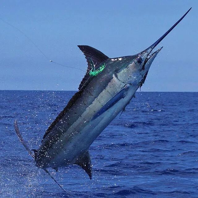 Марлин рыба википедия фото и описание Pin by Tommy Tyner on Fishin' Alaska fishing, Animal planet, Alaska salmon fishi