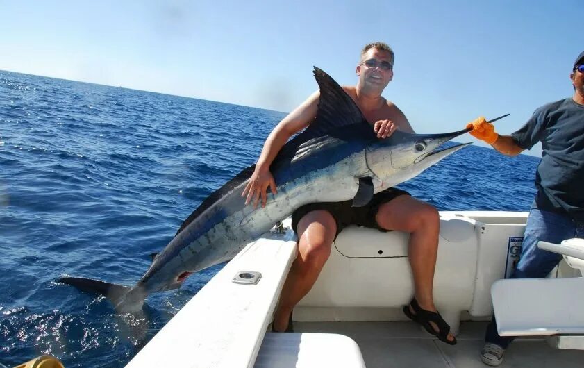 Марлин рыба википедия фото и описание Marlin fishing in Mauritius Elite Voyage