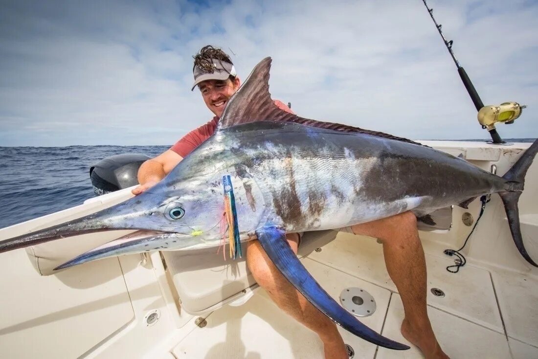 Марлин рыба википедия фото и описание Gold Marlin