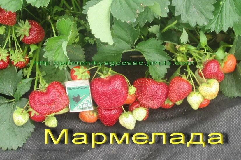 Мармелада клубника описание фото Клубника Мармелада: описание сорта, посадка и уход, вредители, отзывы с фото