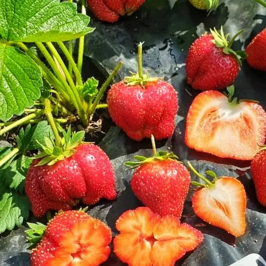 Мармелада клубника описание фото Клубника Мармелада (крупноплодная) купить по цене 290 ₽ за 5 шт. в Москве в инте