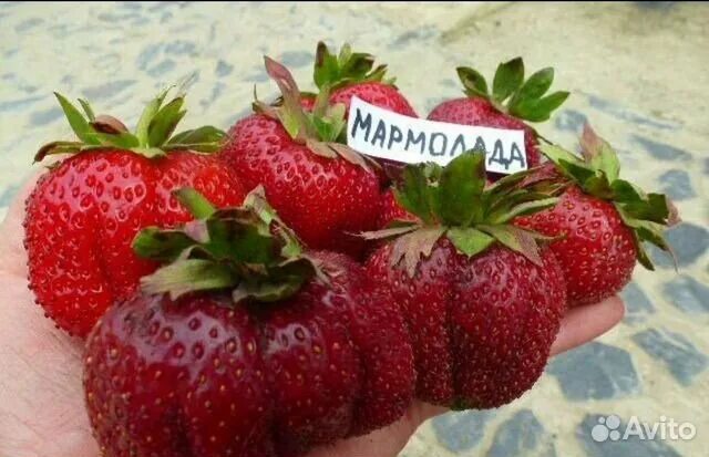 Мармелада клубника описание сорта фото отзывы садоводов Рассада клубники купить в Рязани Товары для дома и дачи Авито