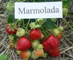 Мармелада описание сорта фото отзывы Мармелада описание сорта - 20 фото из 48
