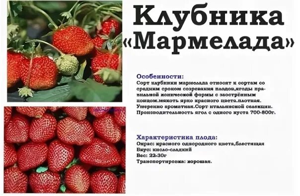 Мармелада описание сорта фото отзывы Картинки КЛУБНИКА МАРМЕЛАДА ОПИСАНИЕ СОРТА ОТЗЫВЫ САДОВОДОВ УРОЖАЙНОСТЬ