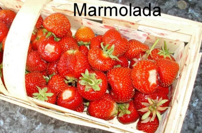 Мармелада описание сорта фото отзывы Клубника мармеладная: найдено 83 картинок