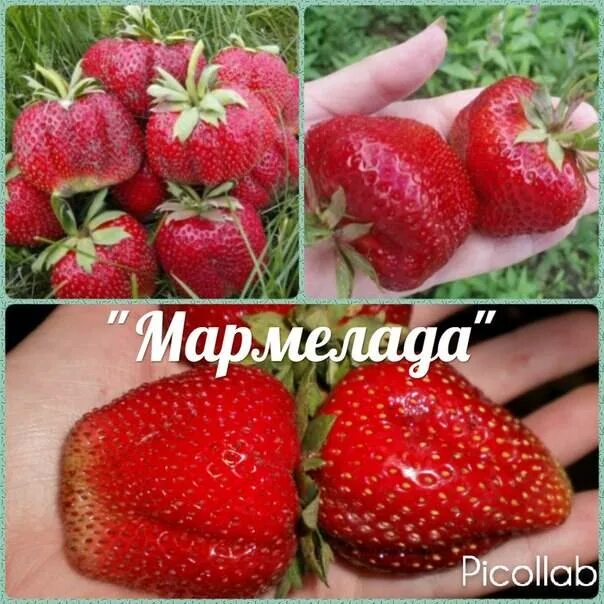 Мармелада описание сорта фото отзывы Клубника мармелада фото - Coffeebull.ru
