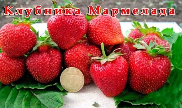 Мармелада описание сорта фото отзывы Клубника(крупноп.земл.)Зенга Зенгана, поздняя, в кассете, заказ от 4 х штук, люб