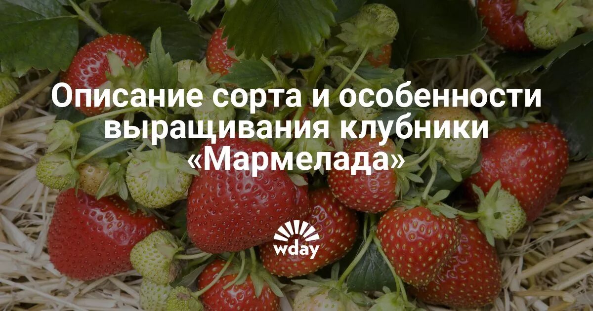 Мармелада описание сорта фото отзывы Клубника мармелада: описание сорта, посадка и уход, вредители, отзывы с фото