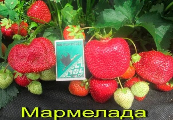 Мармелада описание сорта фото отзывы Клубника мармеладка описание сорта: найдено 87 картинок