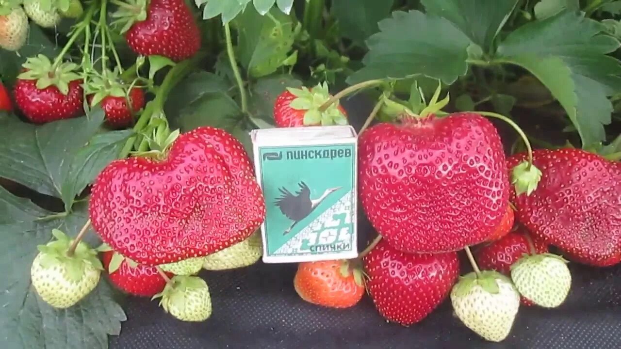Мармеладная клубника фото Сорт клубники Мармелада - саженцы клубники из питомника можно -купить в Витебске