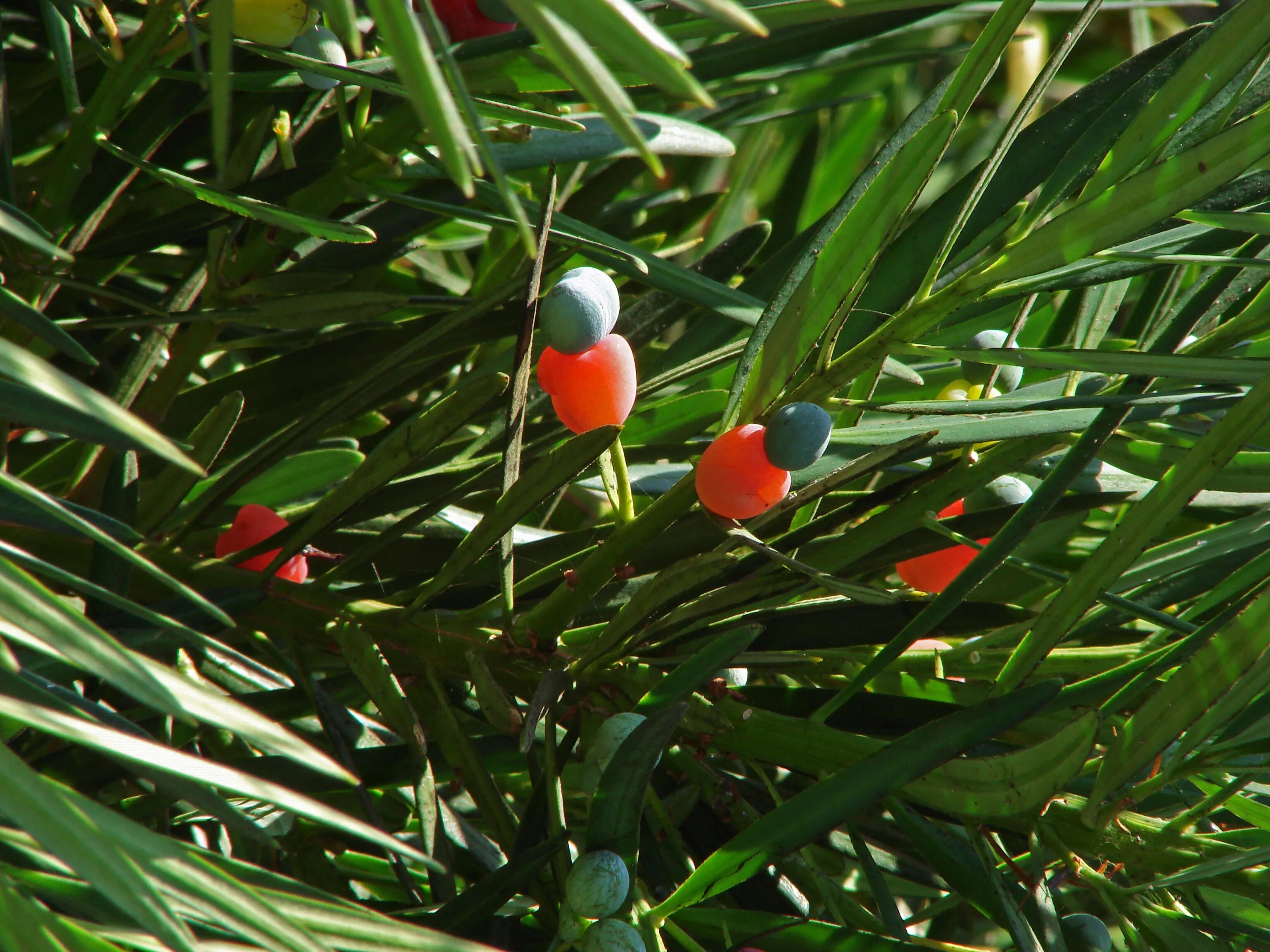 Мармеладное дерево фото Файл:Podocarpus K3.jpg - Википедия