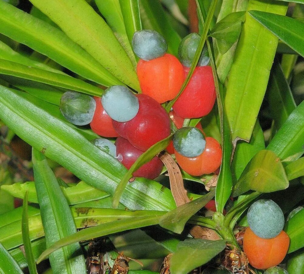 Мармеладное дерево фото Podocarpus nakaii Threatened Conifers of the World (en-GB)