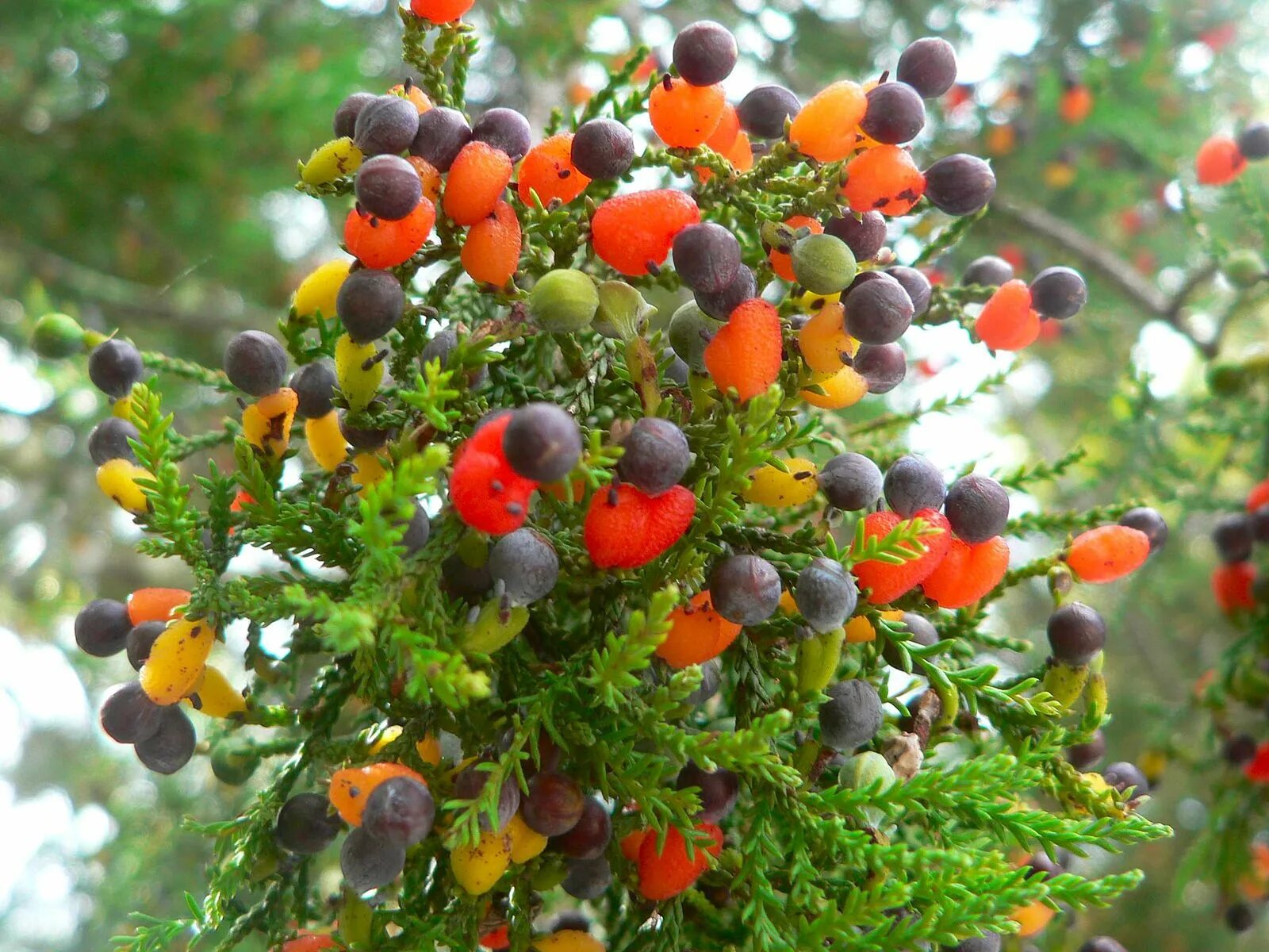 Мармеладное дерево фото Файл:Dacrycarpus dacrydioides cones2.jpg - Википедия