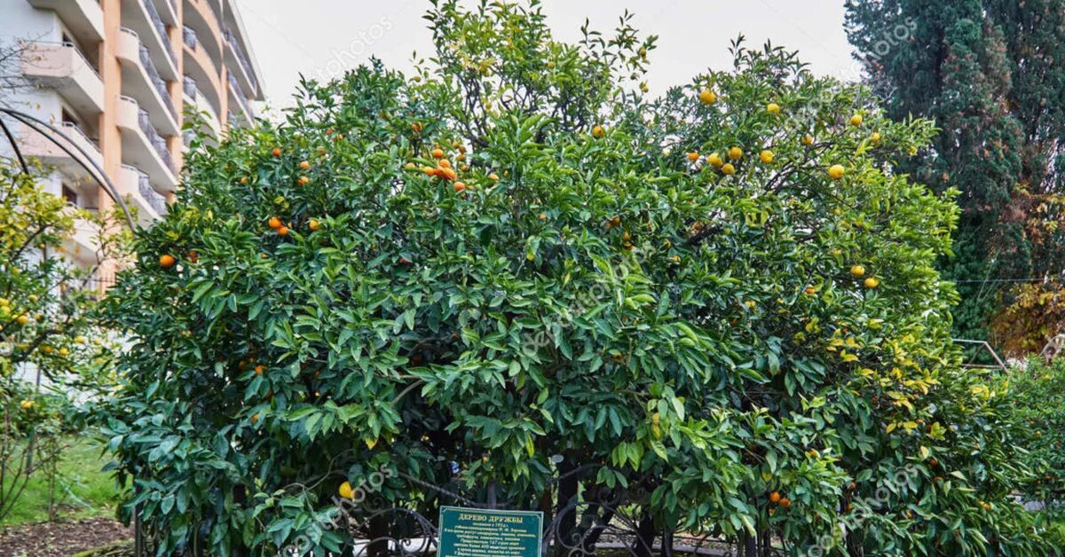 Мармеладное дерево в сочи фото с описанием Дерево Дружбы в Сочи Пикабу