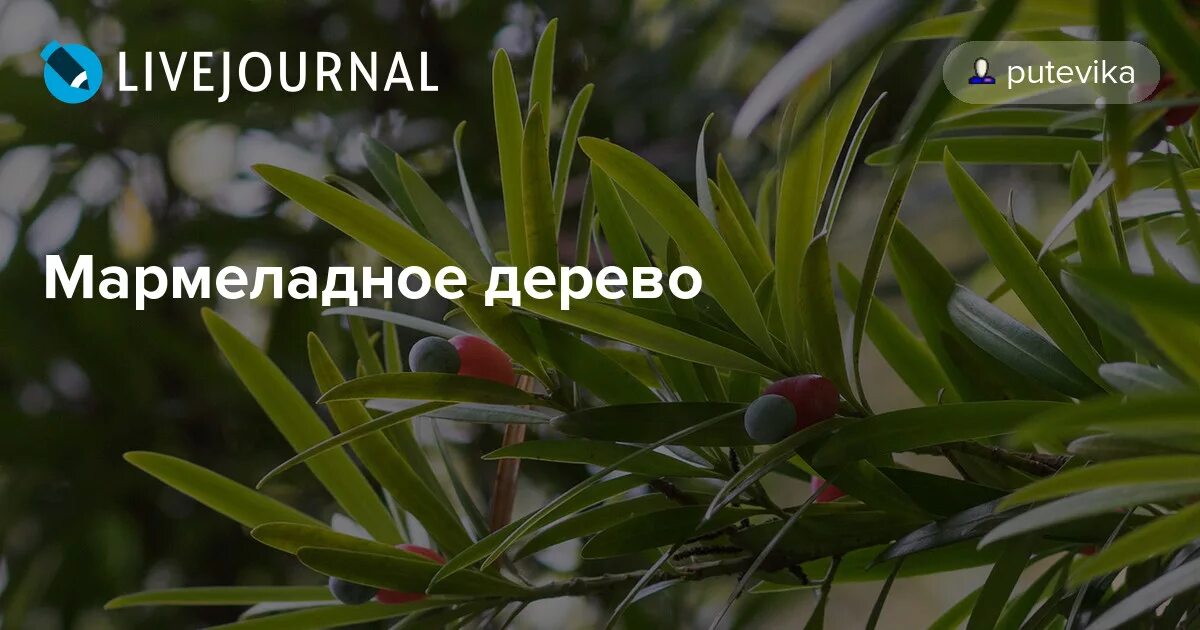 Мармеладное дерево в сочи фото с описанием Мармеладное дерево: putevika - ЖЖ