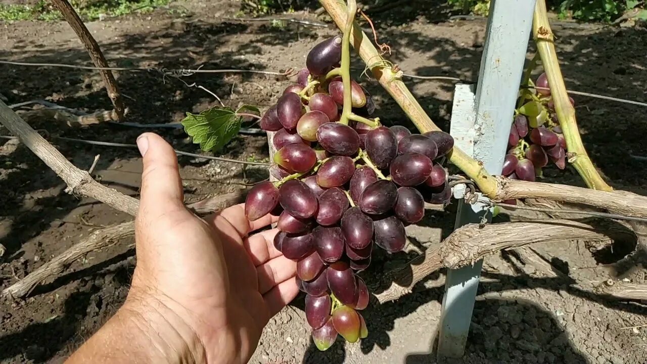 Мармеладный виноград описание сорта фото г.ф.Калугина В.М. мармеладка , красава , перцовый черный 2021г. - YouTube
