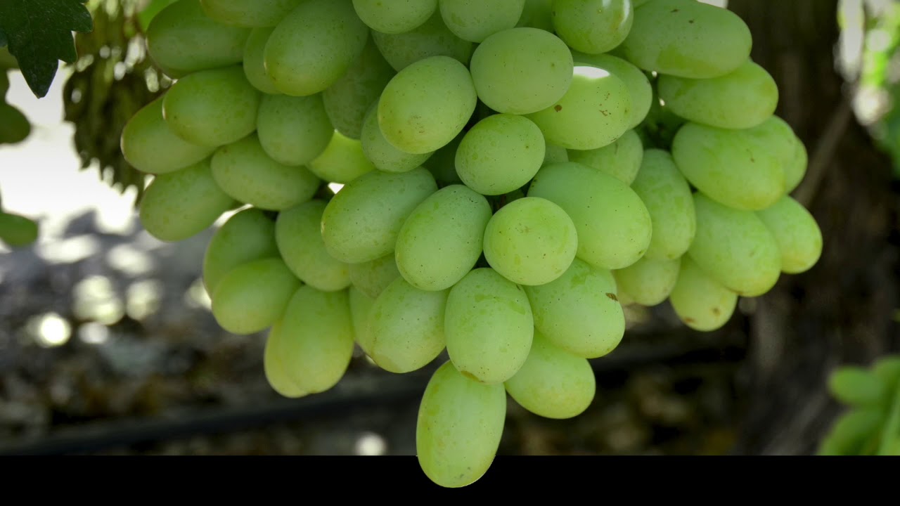 Мармеладный виноград описание сорта фото Fruta proyecto - YouTube