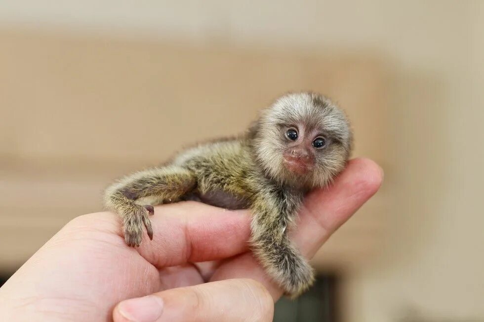 Мармозетка фото и цена в россии Teeny-Tiny Animals You Can't Believe Are Even Real Cute animals, Baby animals, P