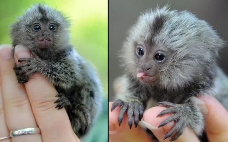Мармозетка фото и цена в россии Wildography & Safaris: Adorable Newborn Marmoset at Eberswalde Zoo