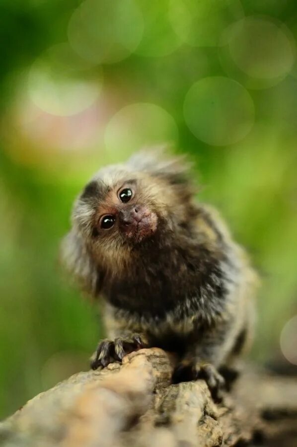 Мармозетка фото и цена в россии Pin by Ladyironbear on Animals - The Loving Beauty of GOD’S Creation Now Threate