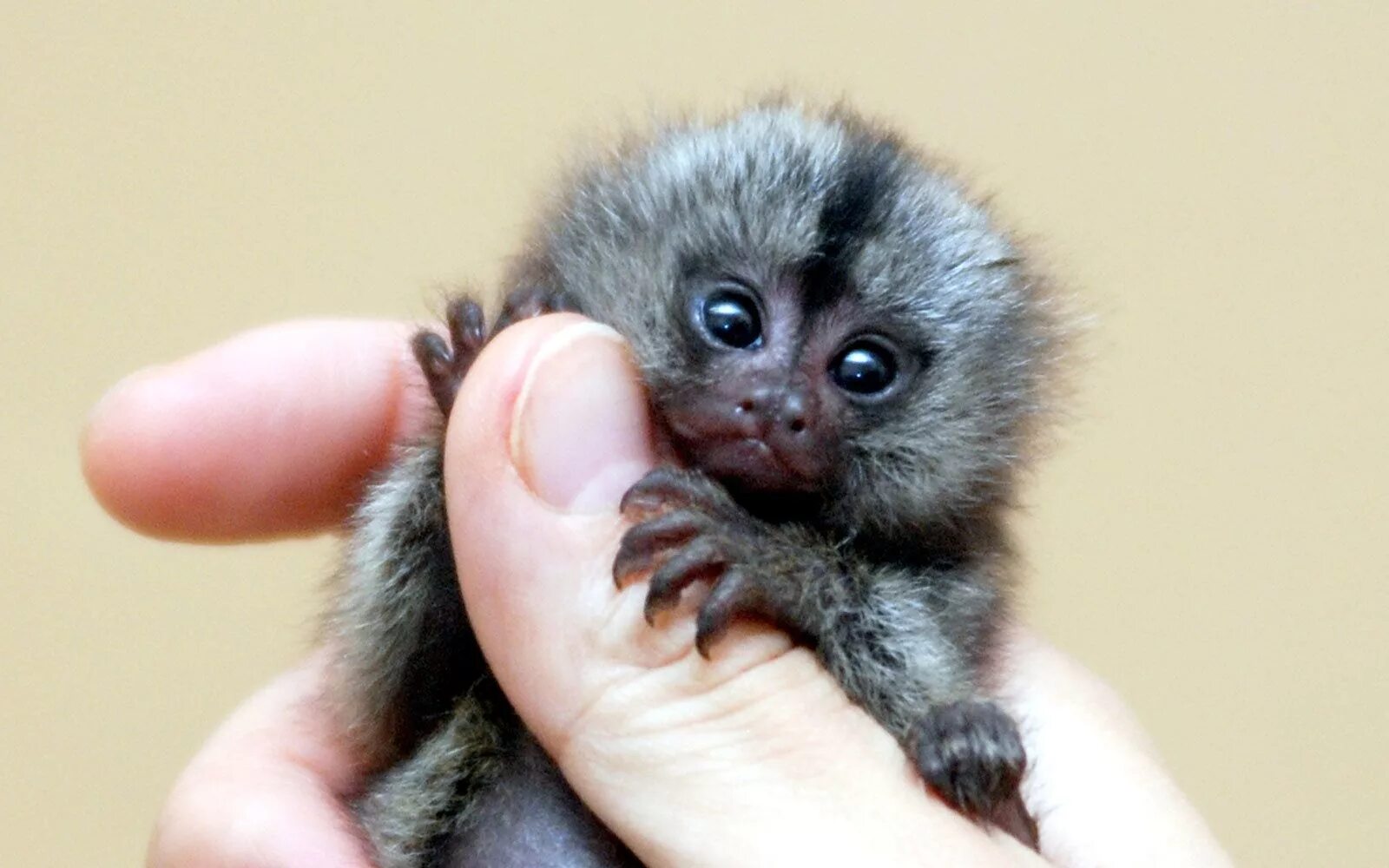 Мармозетка купить спб цена и фото Pin on Animals and pets