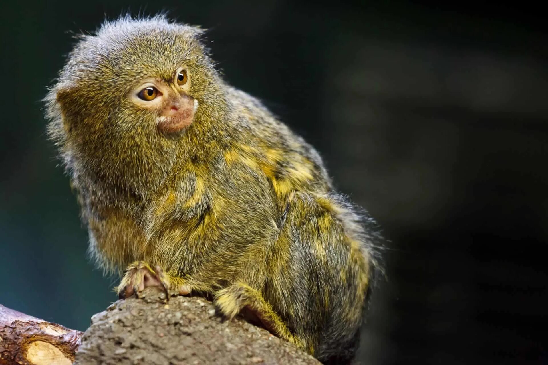 Мармозетка купить спб цена и фото Monkey 'vocabulary' could clue us in on evolution of human speech