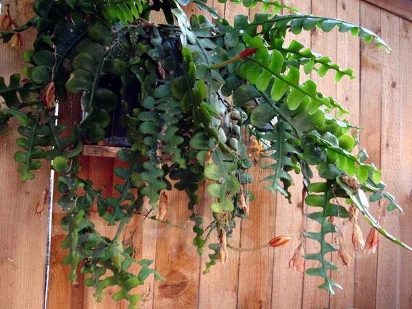 Марниера фото уход в домашних Эпифиллум угловатый (Epiphyllum anguliger ) во Владивостоке