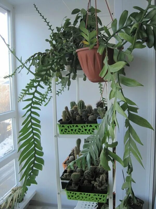 Марниера фото уход в домашних selenicereus (marniera) chrysocardium - Страница 8