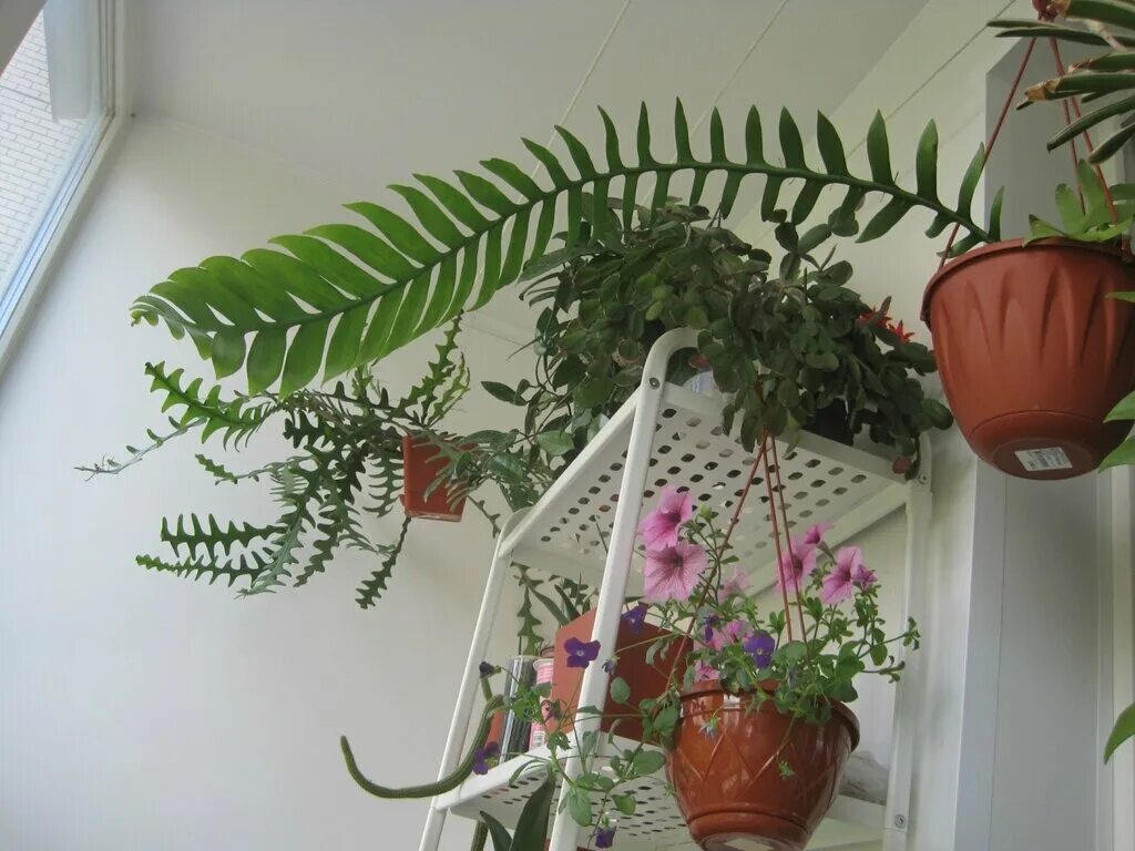 Марниера фото уход в домашних selenicereus (marniera) chrysocardium - Страница 7