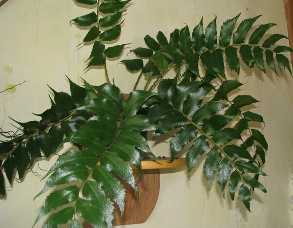 Марниера фото уход в домашних Fern - Циртомиум