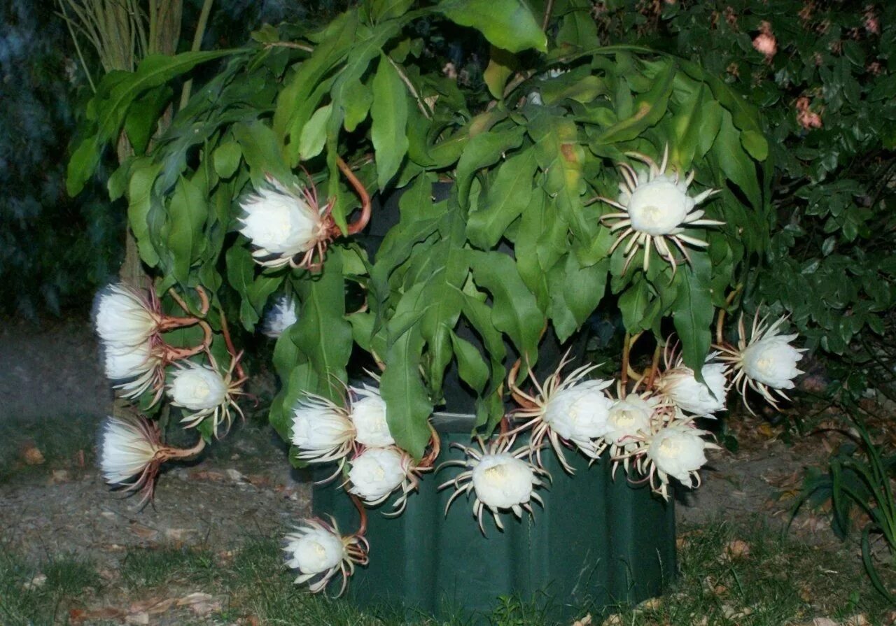 Марниера цветок фото уход в домашних Epiphyllum oxypetalum Plant decor, Plants, Cacti and succulents