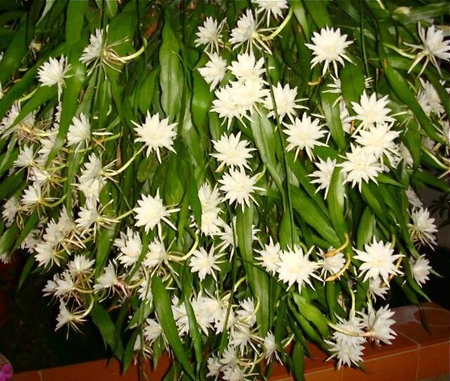 Марниера цветок фото уход в домашних La dama o reina de la noche Flor kadupul, Cactus planta, Nombre de las plantas