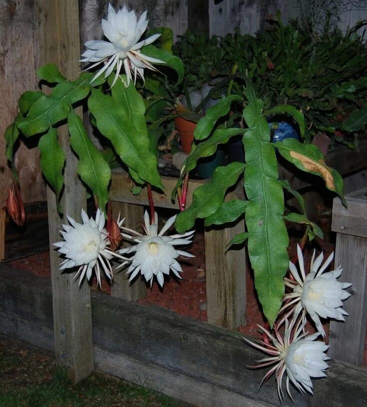 Марниера цветок фото уход в домашних Night Blooming Cereus care - Selenicereus grandiflorus is a cactus species origi