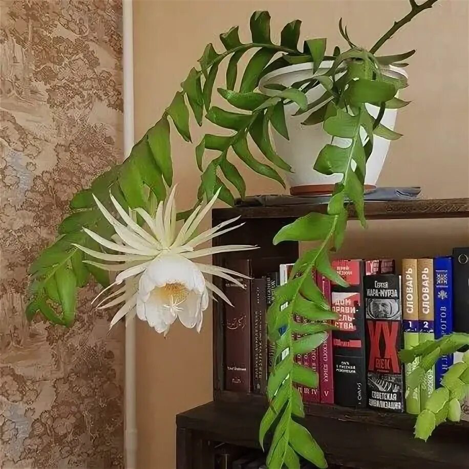 Марниера цветок фото уход в домашних Epiphyllum chrysocardium Zielony-Parapet House plants decor, Plant decor, Plants