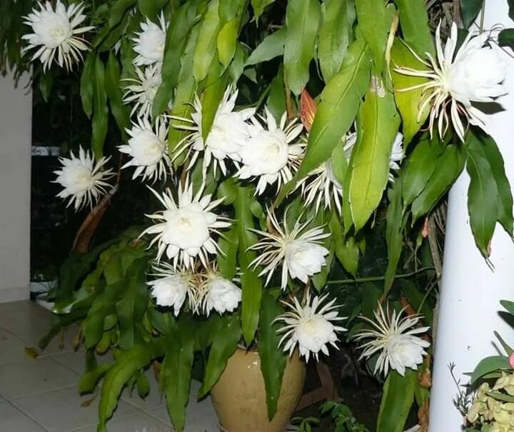 Марниера цветок фото уход в домашних Pin de Douangta Visetsouk em Dok botun Natureza