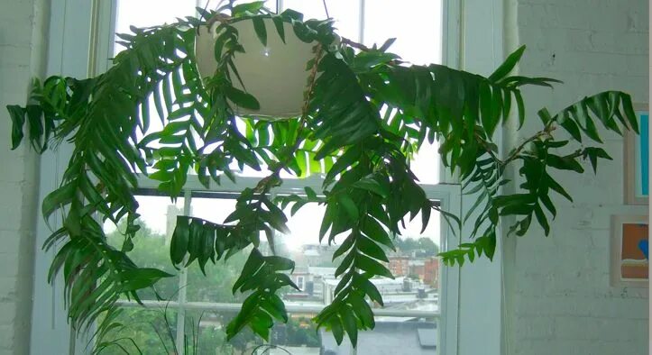 Марниера цветок фото уход в домашних Selenicereus chrysocardium Plant life, Indoor plants, Unusual plants