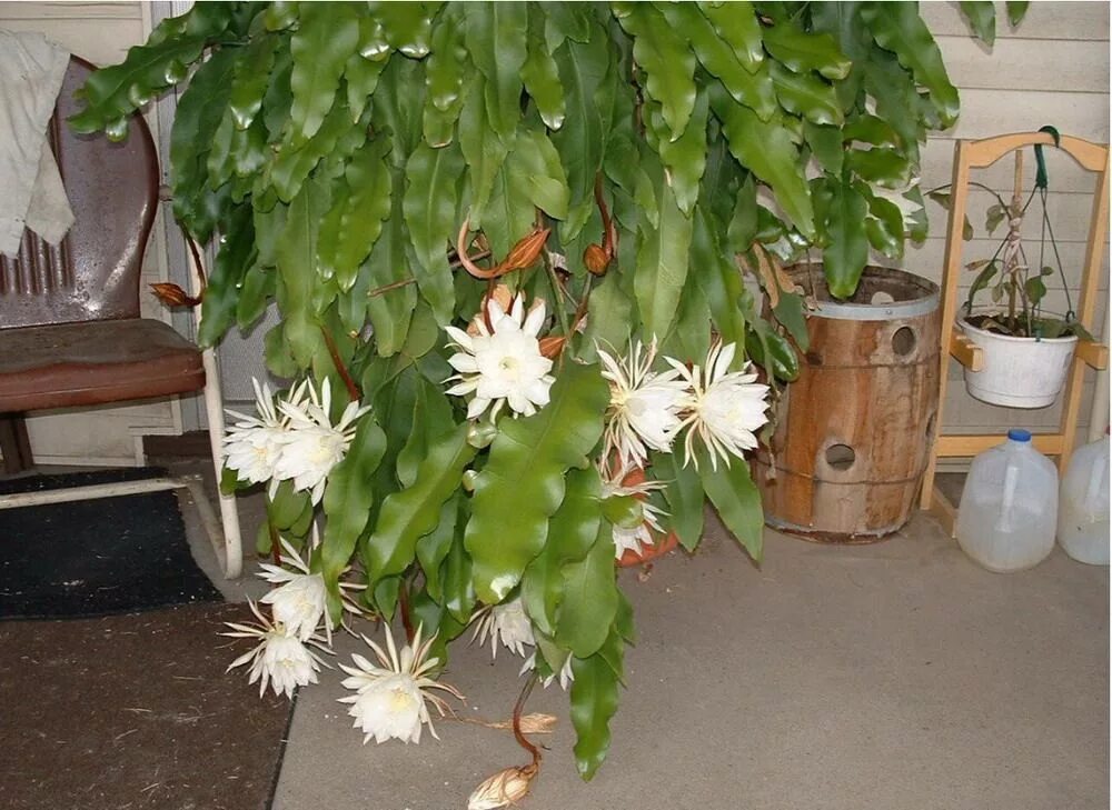 Марниера цветок фото уход в домашних epiphyllum oxypetalum-queen of the night