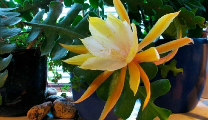 Марниера цветок фото уход в домашних Epiphyllum Anguliger - купить в Ярославле, цена 150 руб., продано 5 июля 2019 - 