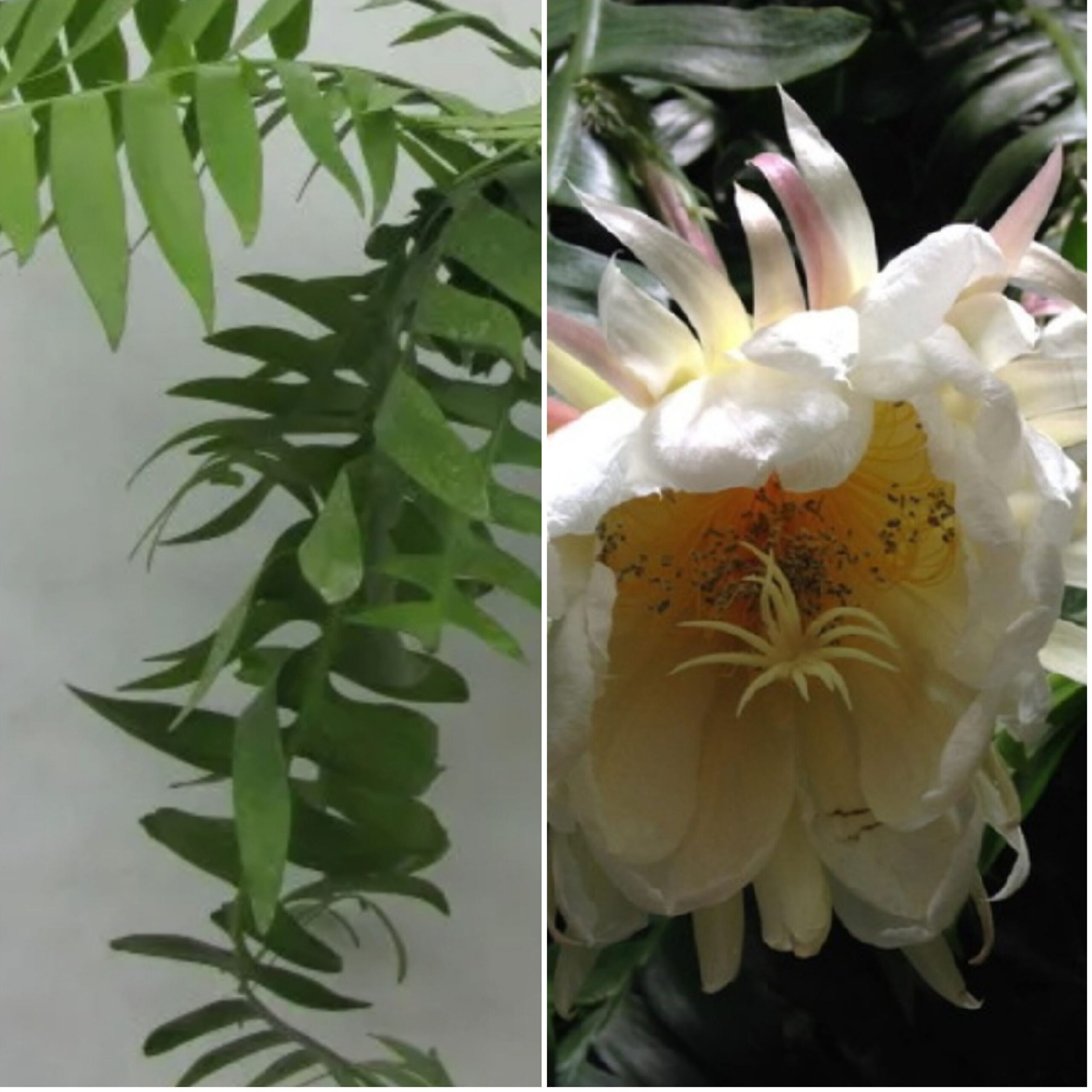 Марниера цветок фото уход в домашних Epiphyllum Marniera (Марниера) - ЦВЕТОМАГИЯ