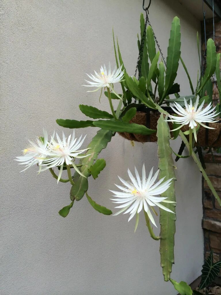 Марниера цветок фото уход в домашних Orchid Cactus ( Epiphyllum oxypetallum ) aka Night blooming cactus Orchid cactus