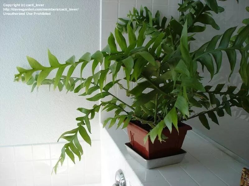Марниера цветок фото уход в домашних PlantFiles Pictures: Fernleaf Cactus (Selenicereus chrysocardium) by cacti_lover