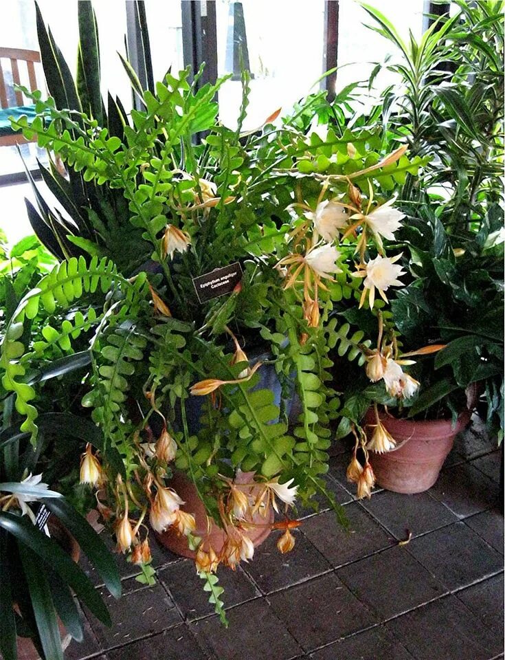 Марниера уход в домашних условиях фото Plants Rescue - A comprehensive plants and flowers database Planting flowers, Pl