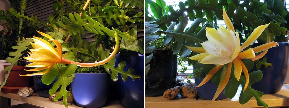 Марниера уход в домашних условиях фото Epiphyllum anguliger