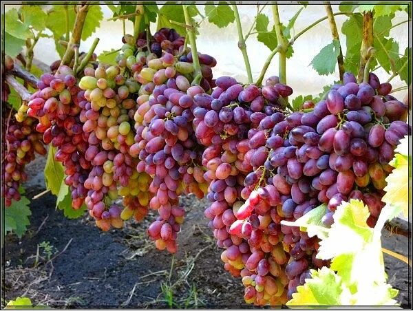 Марсело виноград описание сорта фото Сбор заказов. Забудьте про виноград из магазина. Выращивайте свой! Лучшее собран