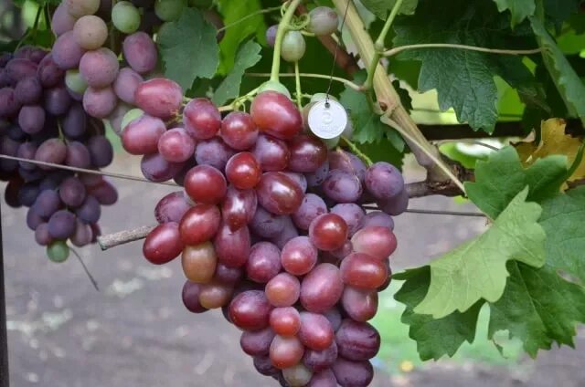Марсело виноград описание сорта фото ✅ Grapes gift to Irina: description and characteristics of the variety, cultivat