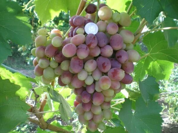 Марсело виноград описание сорта фото Виноград "Марсело": особливості сорту, характеристики і опис з фото
