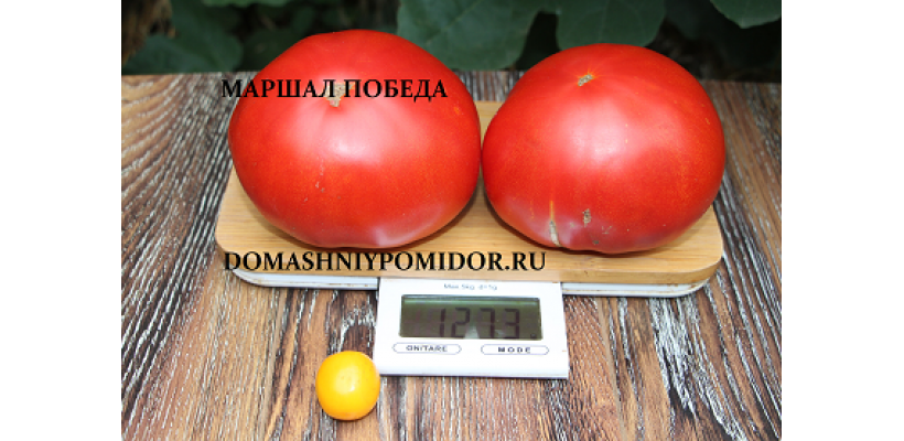 Маршал победа томат отзывы фото описание Томат маршал победа отзывы фото - Фото Календарь